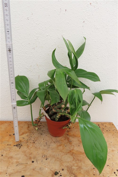 Epipremnum pinnatum Dragon Tail