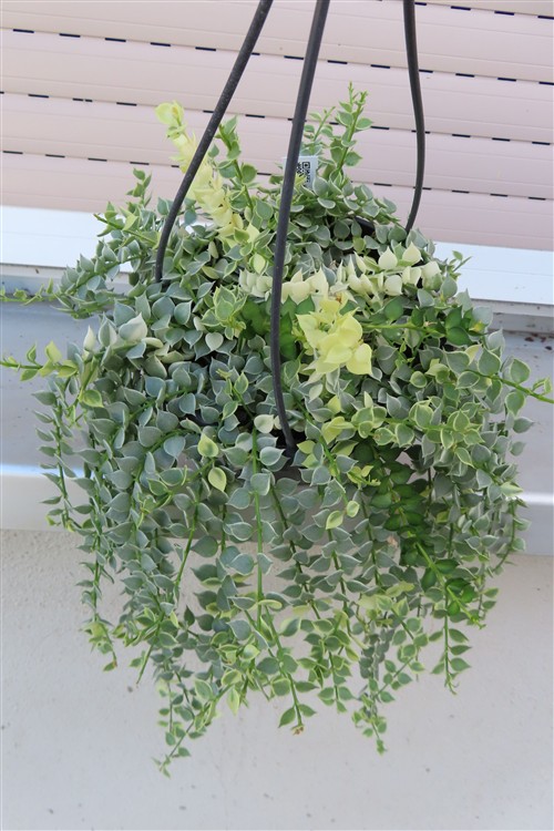 Dischidia ruscifolia variegata