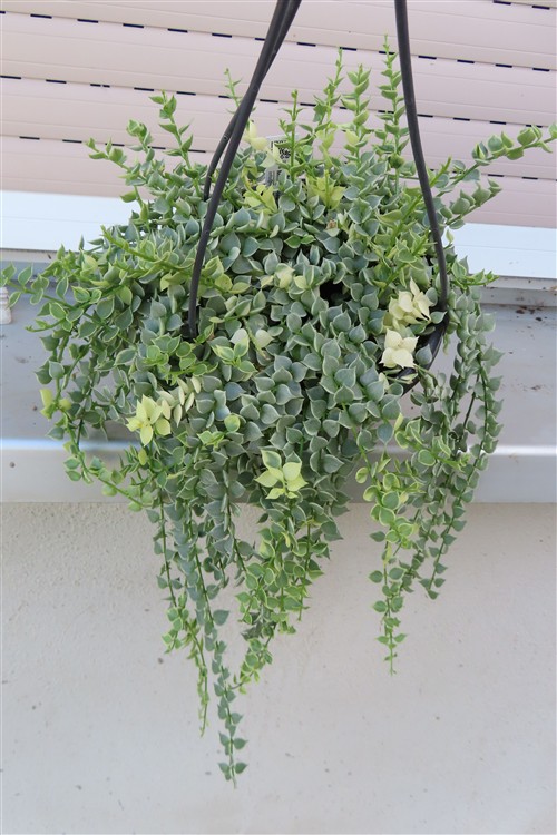 Dischidia ruscifolia variegata