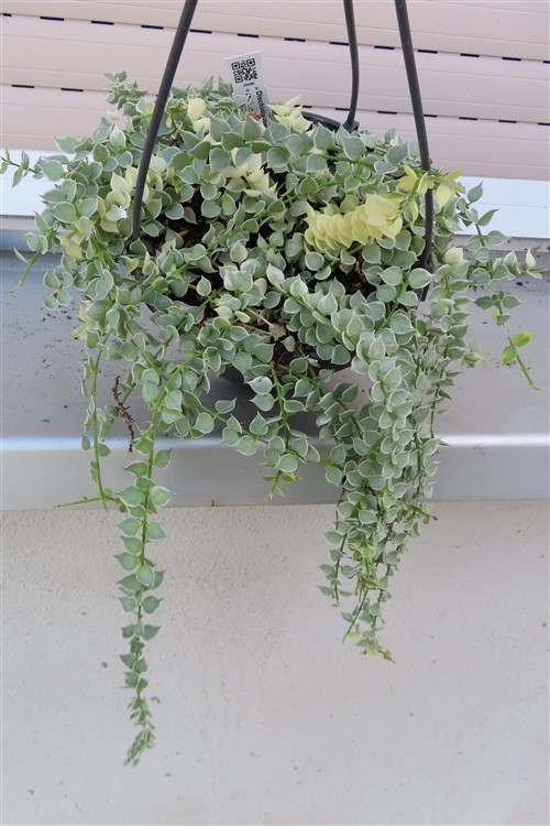 Dischidia ruscifolia variegata
