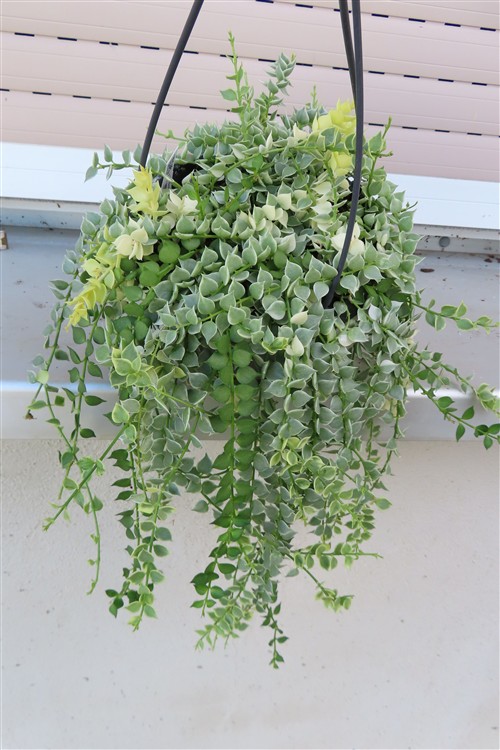 Dischidia ruscifolia variegata