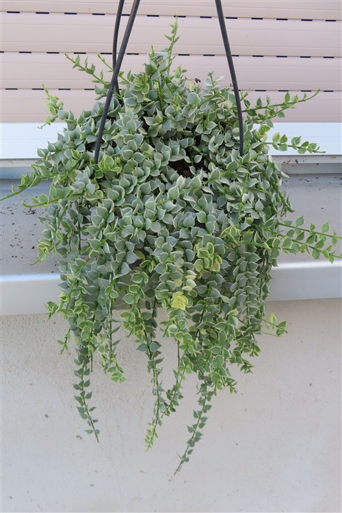 Dischidia ruscifolia variegata