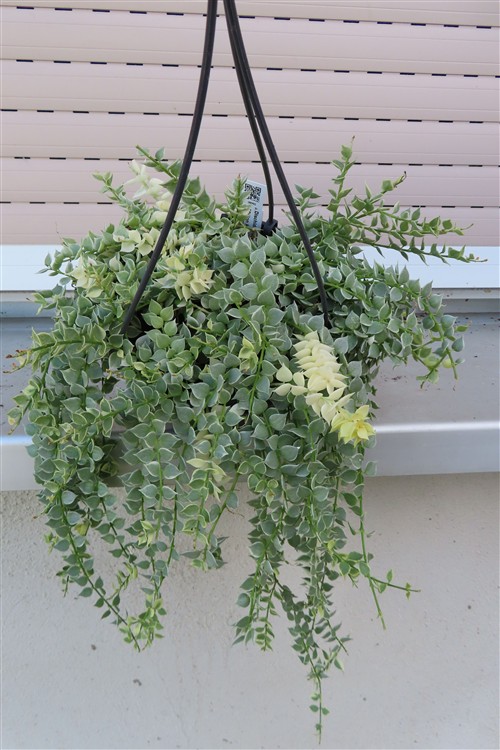 Dischidia ruscifolia variegata