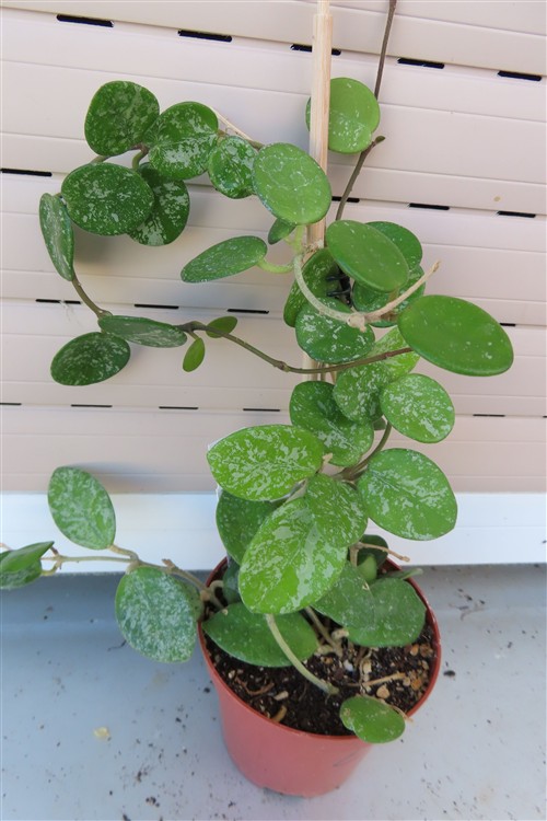 Hoya mathilde splash