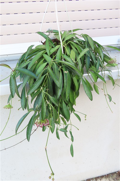 Hoya wayetii