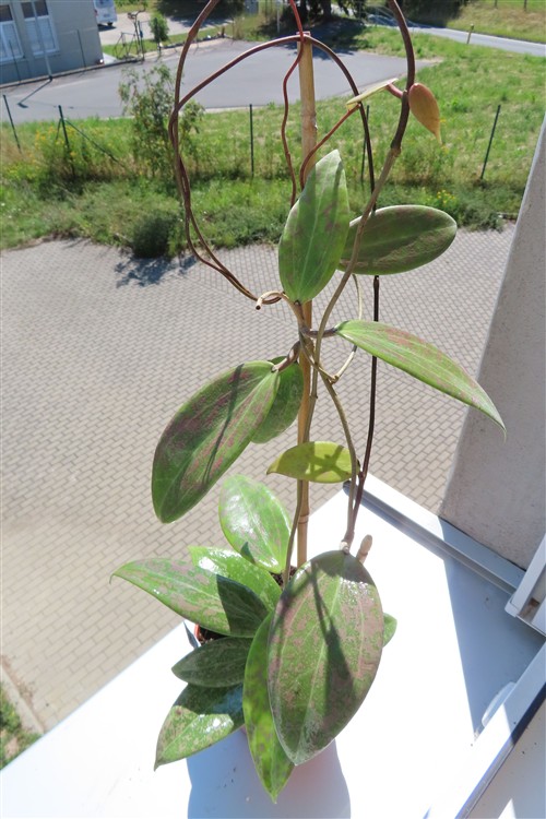 Hoya wibergiae
