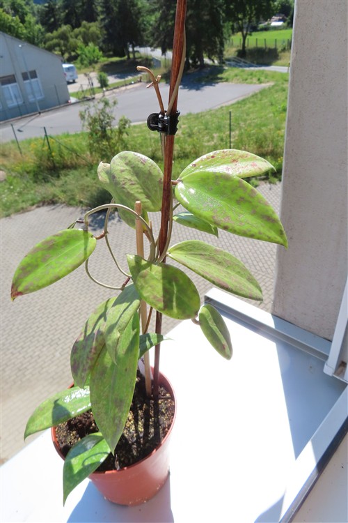 Hoya wibergiae