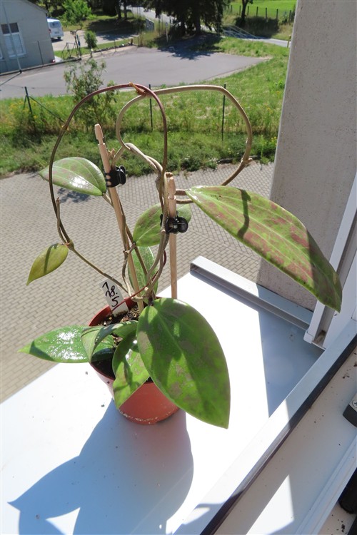 Hoya wibergiae