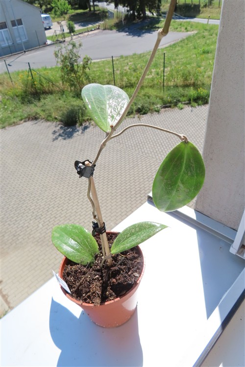 Hoya wibergiae