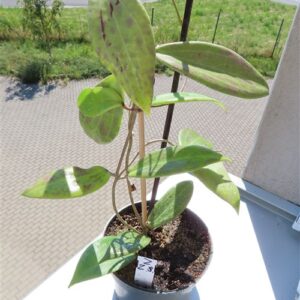Hoya wibergiae
