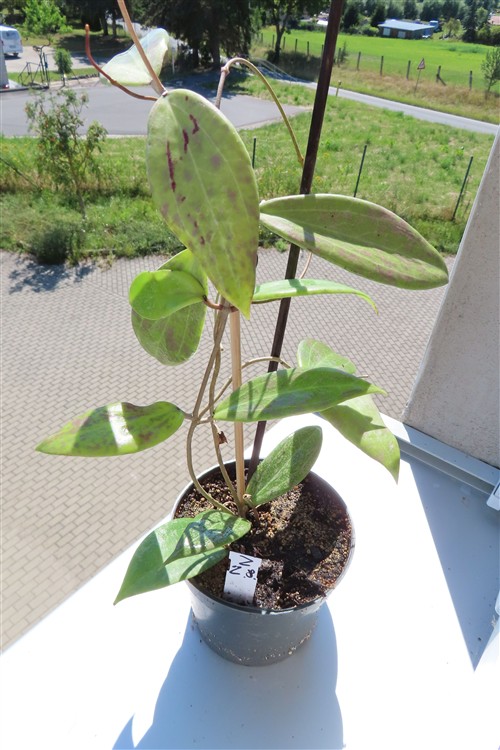 Hoya wibergiae