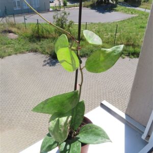 Hoya macrophylla Silver