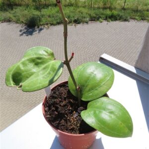 Hoya Sarawak Cream