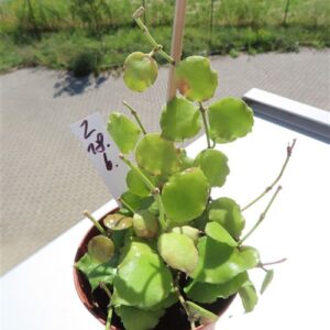 Hoya endauensis