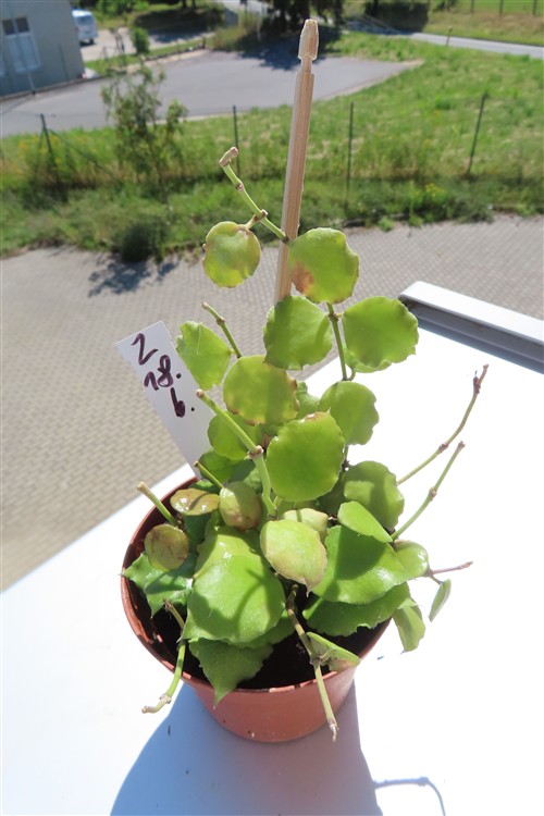 Hoya endauensis
