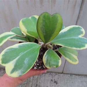 Hoya kerrii variegata