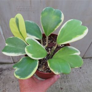 Hoya kerrii variegata