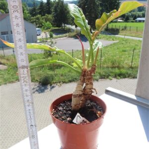 Philodendron Ring of Fire