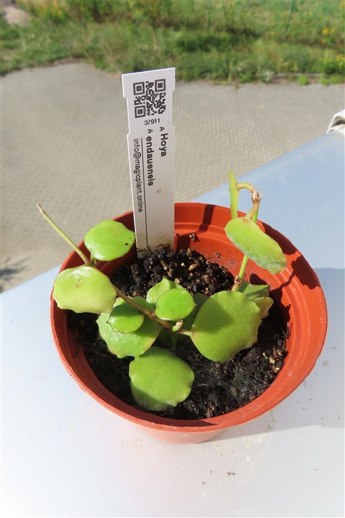 Hoya endauensis