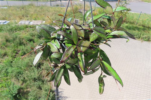 Hoya Rosita
