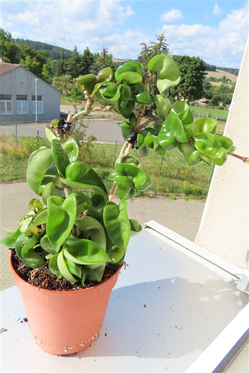 Hoya carnosa compacta krinkle