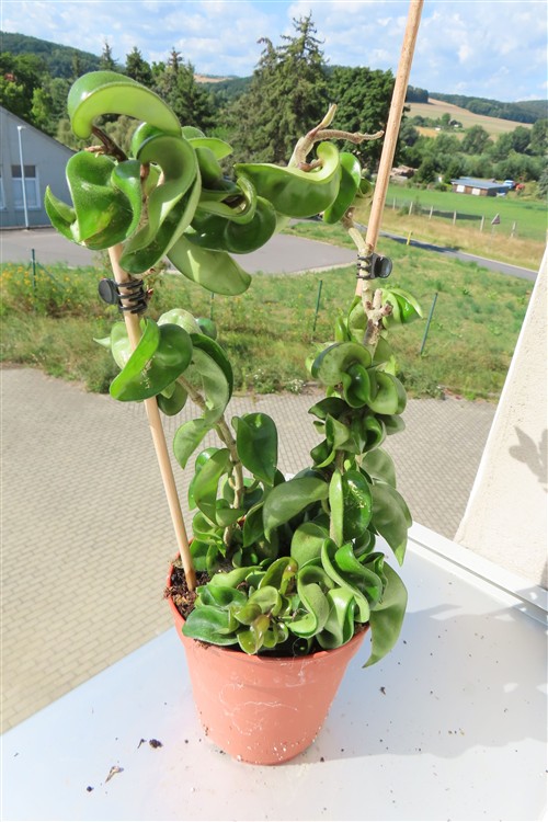 Hoya carnosa compacta krinkle