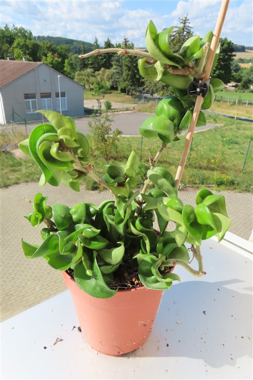 Hoya carnosa compacta krinkle