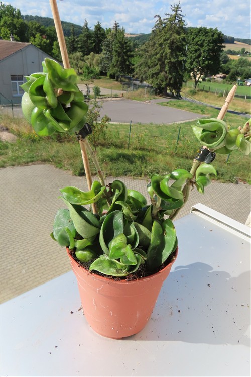 Hoya carnosa compacta krinkle
