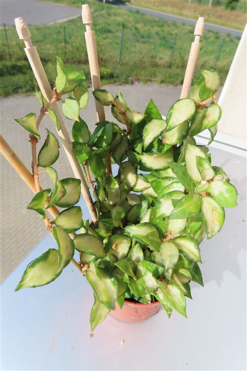 Hoya sp. Bruno