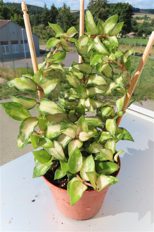 Hoya sp. Bruno