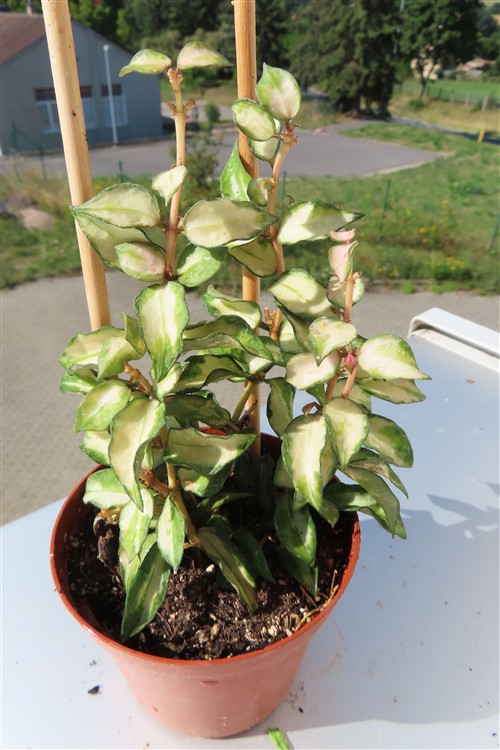 Hoya sp. Bruno