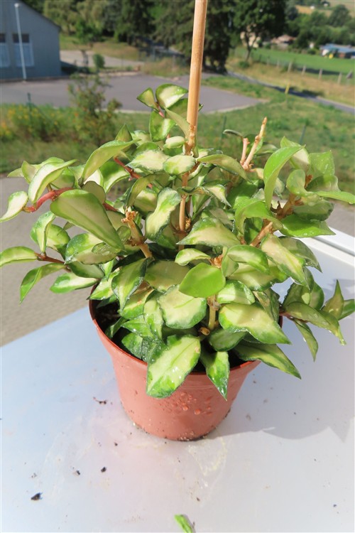 Hoya sp. Bruno