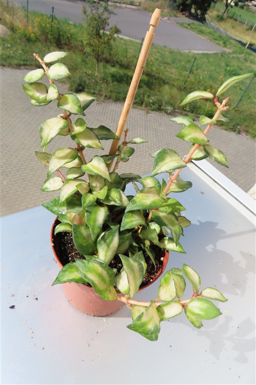 Hoya sp. Bruno