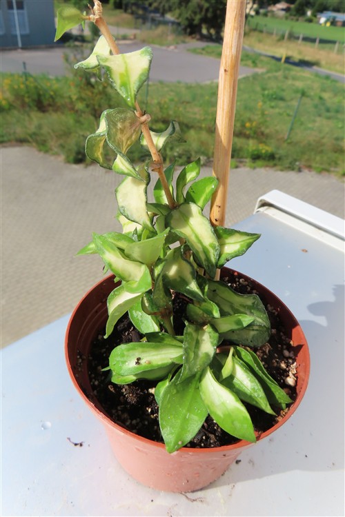 Hoya sp. Bruno