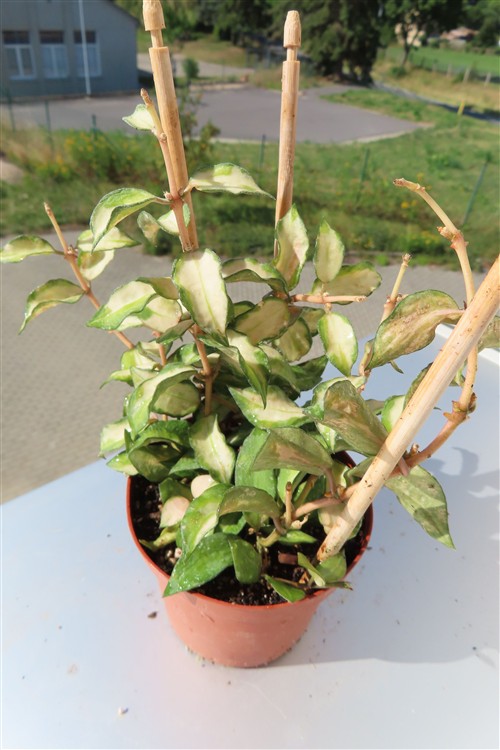Hoya sp. Bruno