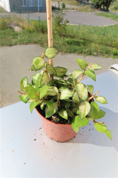 Hoya sp. Bruno
