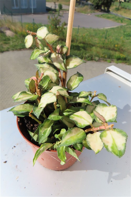 Hoya sp. Bruno