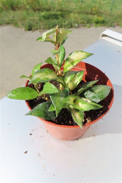 Hoya sp. Bruno