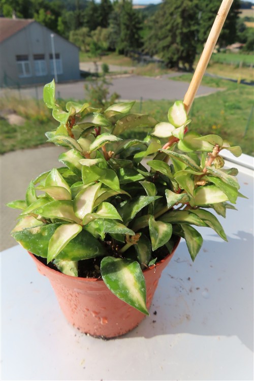 Hoya sp. Bruno