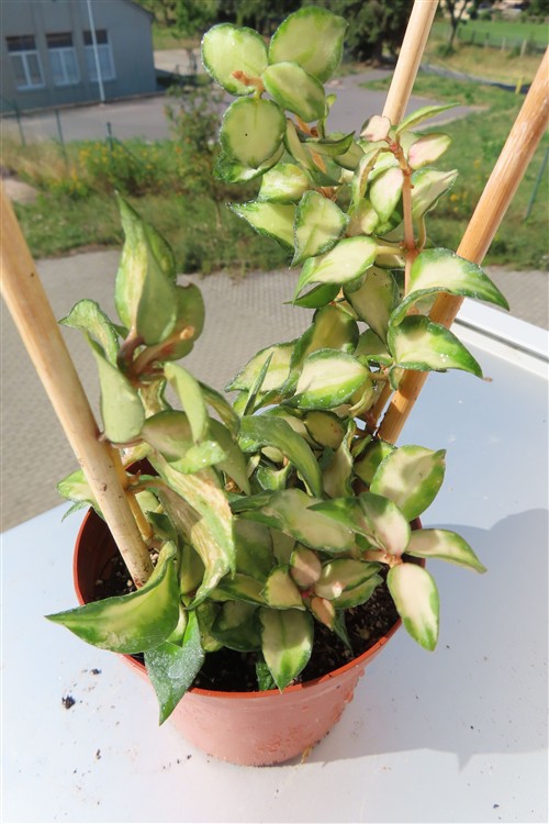 Hoya sp. Bruno