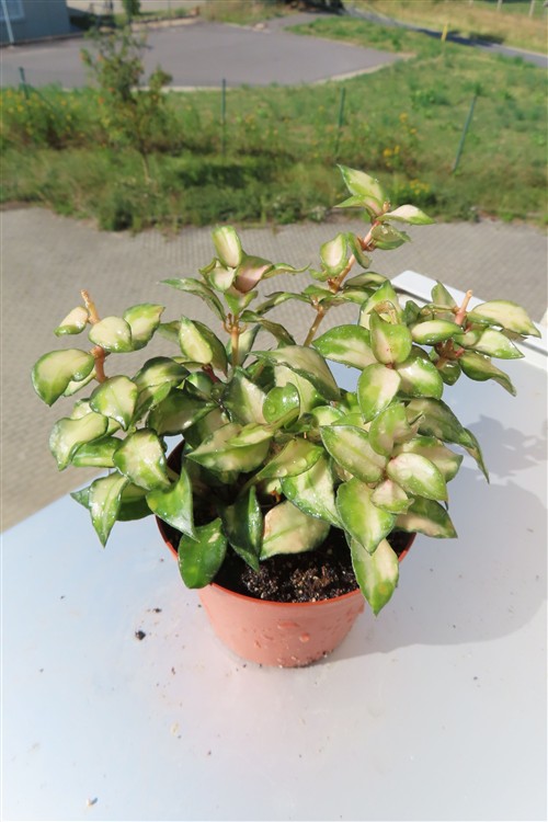 Hoya sp. Bruno