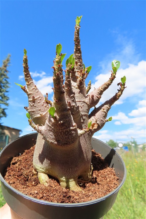 Adenium Baobab