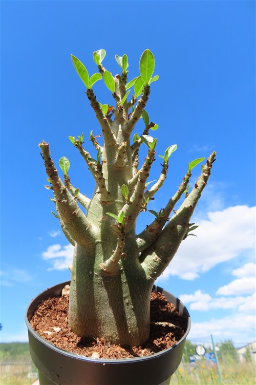 Adenium Baobab