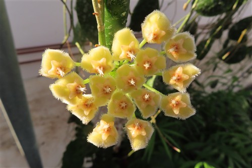 Hoya imbricata
