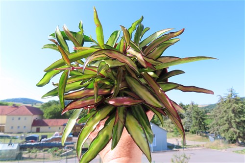 Hoya wayetii tricolour