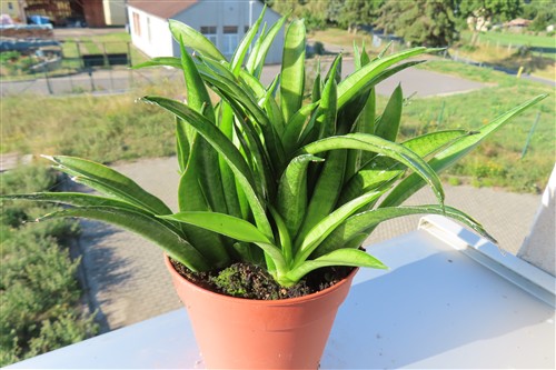 Sansevieria Panthera