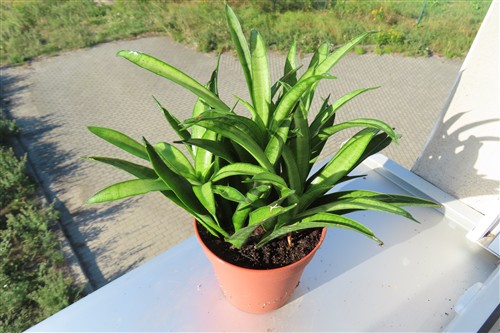 Sansevieria Panthera