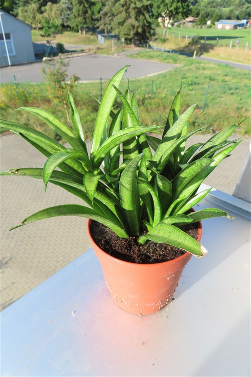 Sansevieria Panthera
