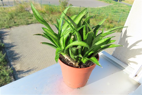 Sansevieria Panthera