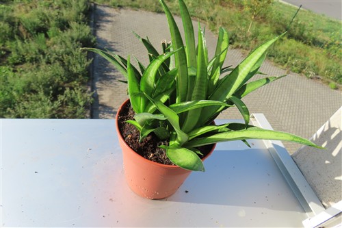 Sansevieria Panthera